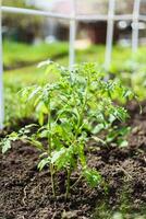 jovem tomate mudas plantado dentro uma jardim cama dentro uma estufa dentro uma Vila dentro Primavera foto