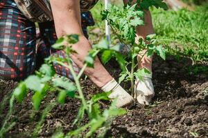 plantio tomate mudas com a mãos do uma Cuidado agricultor dentro seus jardim foto