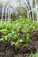 jovem tomate mudas plantado dentro uma jardim cama dentro uma estufa dentro uma Vila dentro Primavera foto