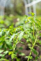 jovem tomate mudas plantado dentro uma jardim cama dentro uma estufa dentro uma Vila dentro Primavera foto