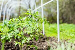 jovem tomate mudas plantado dentro uma jardim cama dentro uma estufa dentro uma Vila dentro Primavera foto