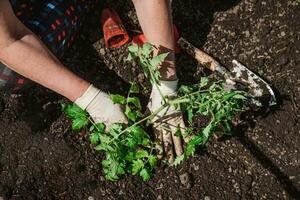 a idosos mulher é plantio tomate mudas dentro dela vegetal jardim dentro a Vila foto