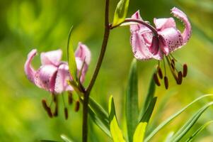 lilium martagon , Loire, França foto