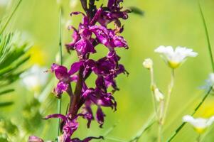 orquídea, santa Hilário du Touvet, Isere, França' foto