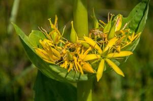 gentiana lutea,jasserie do Colleine, Loire, França foto