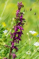 orquídea, santa Hilário du Touvet, Isere, França' foto