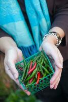 mulher mãos segurando uma pequeno cesta do recentemente escolhido orgânico Pimenta pimentas às a agricultores mercado. foto