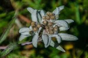 edelweiss dentro suíço foto