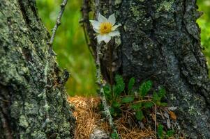 flor dentro Ceillac foto