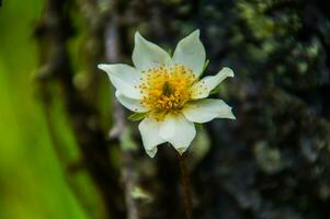 flor dentro Ceillac foto