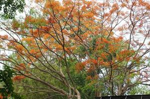 fundo do laranja flores do caesalpinia pulcherrim árvore, Java, Indonésia foto