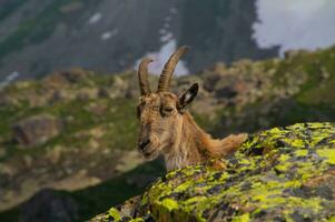 íbex, cheserys dentro ,argentiere,chamonix,alta Sabóia, França foto