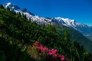 pecleret,arge,tiere, Chamonix, alta Sabóia, França foto