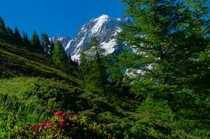 pecleret,arge,tiere, Chamonix, alta Sabóia, França foto