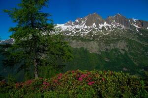 pecleret,arge,tiere, Chamonix, alta Sabóia, França foto