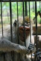 macaco dentro uma jaula, macaco fofa foto