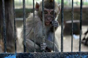 macaco dentro uma cela às a jardim zoológico. animal dentro cativeiro. foto