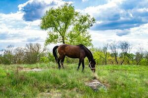 lindo garanhão de cavalo selvagem marrom no prado de flores de verão foto