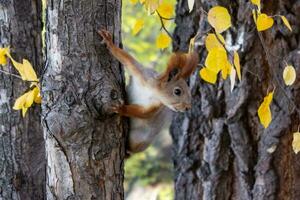 uma vermelho esquilo senta em uma árvore tronco entre bétula galhos e parece para a lado. outono dentro a cidade parque foto