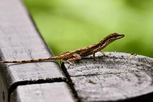 uma lagarto sentado em uma de madeira Banco foto