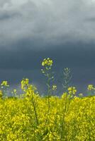 estupro Primavera panorama foto