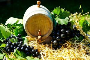 vinho uvas e vinho folhas dentro a velho terra Próximo para Hamburgo foto