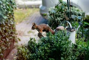 Castanho esquilo dentro a jardim foto