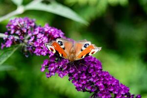 insetos em a borboleta arbusto Buddleja Davidii foto