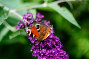 insetos em a borboleta arbusto Buddleja Davidii foto