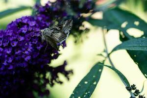 insetos em a borboleta arbusto Buddleja Davidii foto