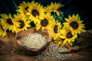 girassol helianthus annuus sementes em Oliva madeira foto