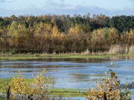 pantanal habitat às oleiro carr, sul yorkshire, Inglaterra foto