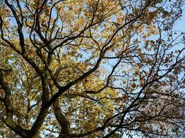 olhando acima através a carvalho árvore com outono folhas e uma azul céu foto