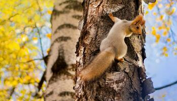 esquilo sentado em uma árvore fechar acima outono foto