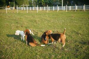 uma quadrilha do beagle cachorro é banhos de sol em a Relva campo. foto