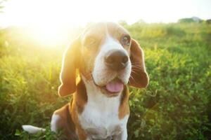 retrato do fofa tricolor beagle cachorro sentado em a Relva campo com luz solar cobrir em ,foco em olho com uma raso profundidade do campo. foto