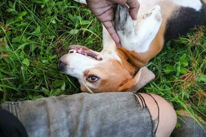 a adorável beagle cachorro deitado em a verde Relva ao lado proprietário de coxa. foto