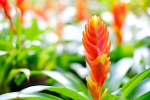 vermelho ruivo, floração vermelho lindo e florescendo dentro a jardim. foto