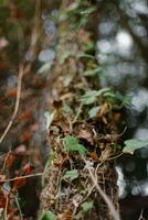 folhas do selvagem floresta plantas este mudança cor Como uma placa do entrando outono. foto