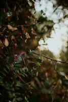 folhas do selvagem floresta plantas este mudança cor Como uma placa do entrando outono. foto