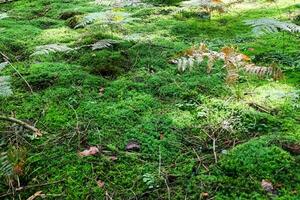 vista detalhada de perto em uma textura de terra de floresta com musgo e galhos foto