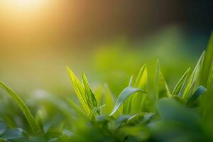 plantar fechar acima com vegetação e orvalho gotas fundo imagens papel de parede com ai gerado foto