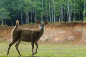 jovem fêmea Sambar veado dentro khao yai nacional parque Tailândia1 foto