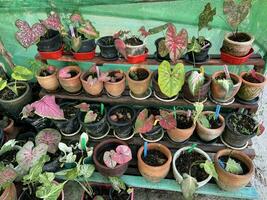 colorida caládio bicolor plantas dentro panelas em a mercado. foto