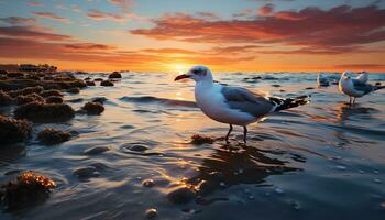 uma lindo pôr do sol sobre a oceano com pedras e pássaros ai gerado foto