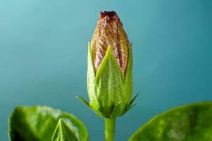 lindo florescendo flor foto