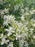 branco flor dentro a região selvagem foto