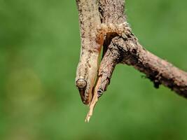 fechar-se Visão do lagarto com borrado fundo. foto