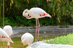 flamingo maior. pássaros e pássaros. mundo aquático e fauna. vida selvagem e zoologia. foto