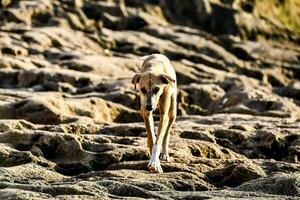 uma cachorro caminhando em pedras perto a oceano foto